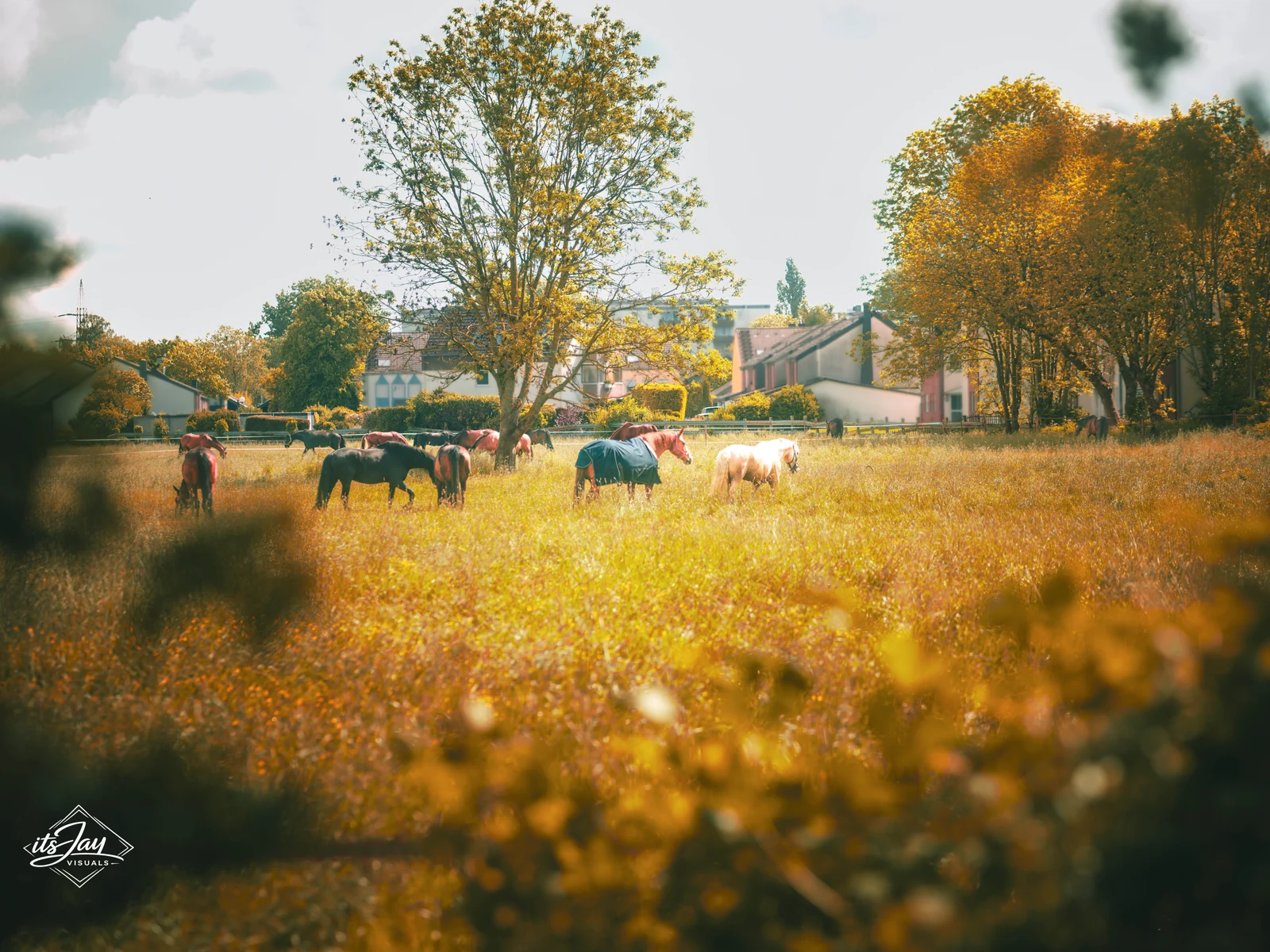 Tierfotografie · 01