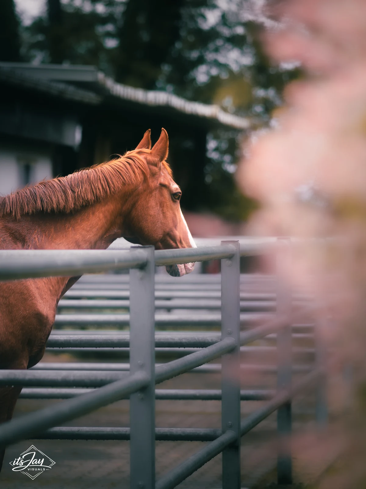 Tierfotografie · 03